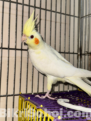 Cockatiel bird and cage